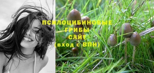 прущие грибы Инта