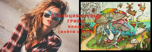 прущие грибы Инта